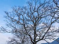 Mächtige Eichen an der Zellerhornstraße in Aschau